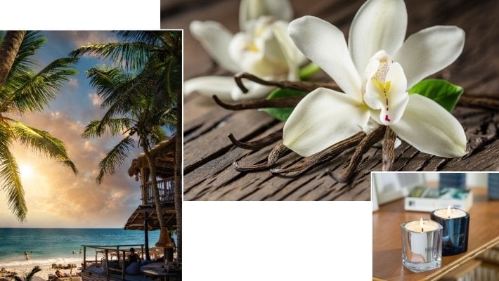 Vanille : Gourmandise au parfum de soleil