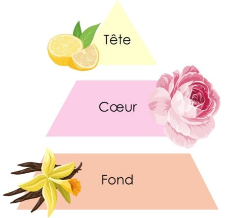 Comprendre une fragrance : la pyramide olfactive en parfumerie