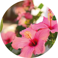 Fleur d'Hibiscus