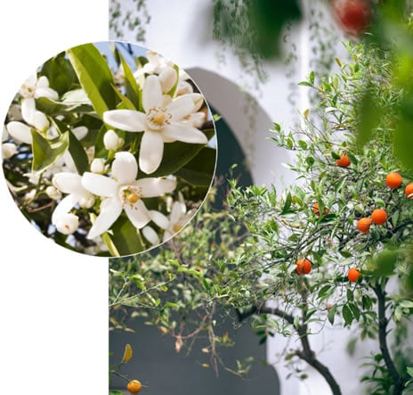 La fleur d’oranger & néroli, trésors des jardins ensoleillés