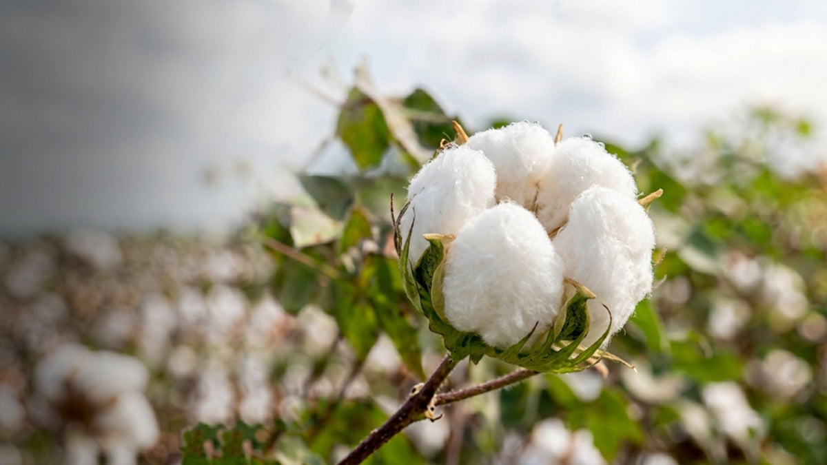 Blanc coton