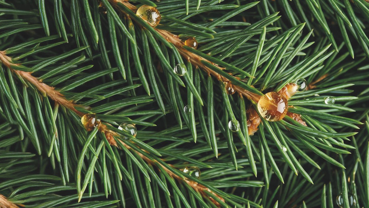 Sapin exquis