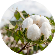 White cotton