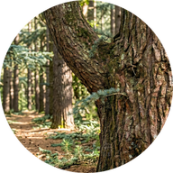 Wild cedar