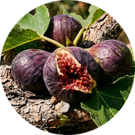 Garrigue Fig Tree