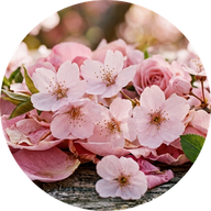 Cherry blossom
