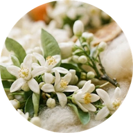 Orange Blossoms