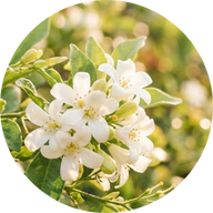 Summer Jasmine